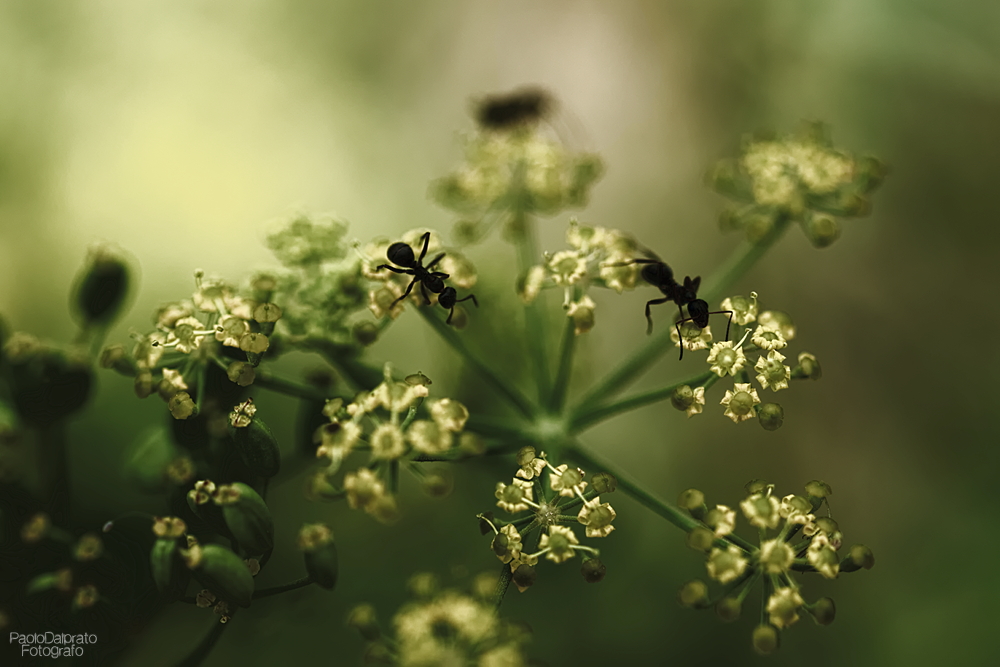 Non faccio foto di fiori