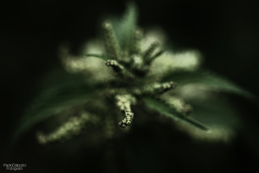 Non faccio foto di fiori