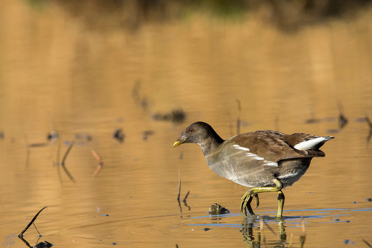 ..cercatrice d'oro..