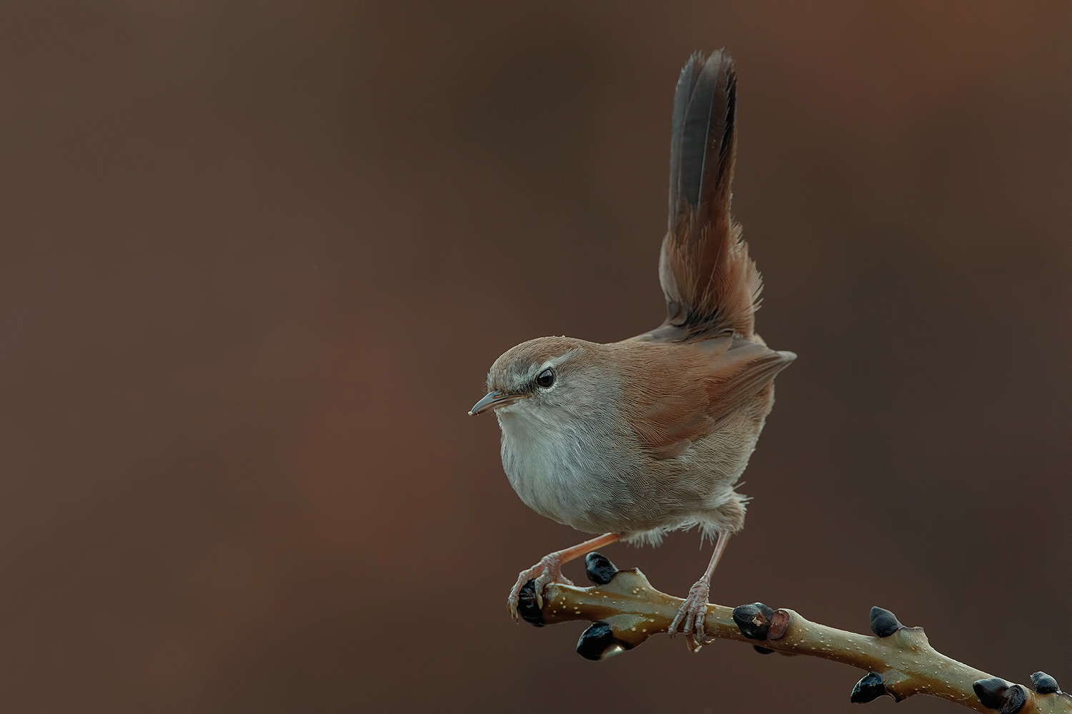 usignolo di fiume....