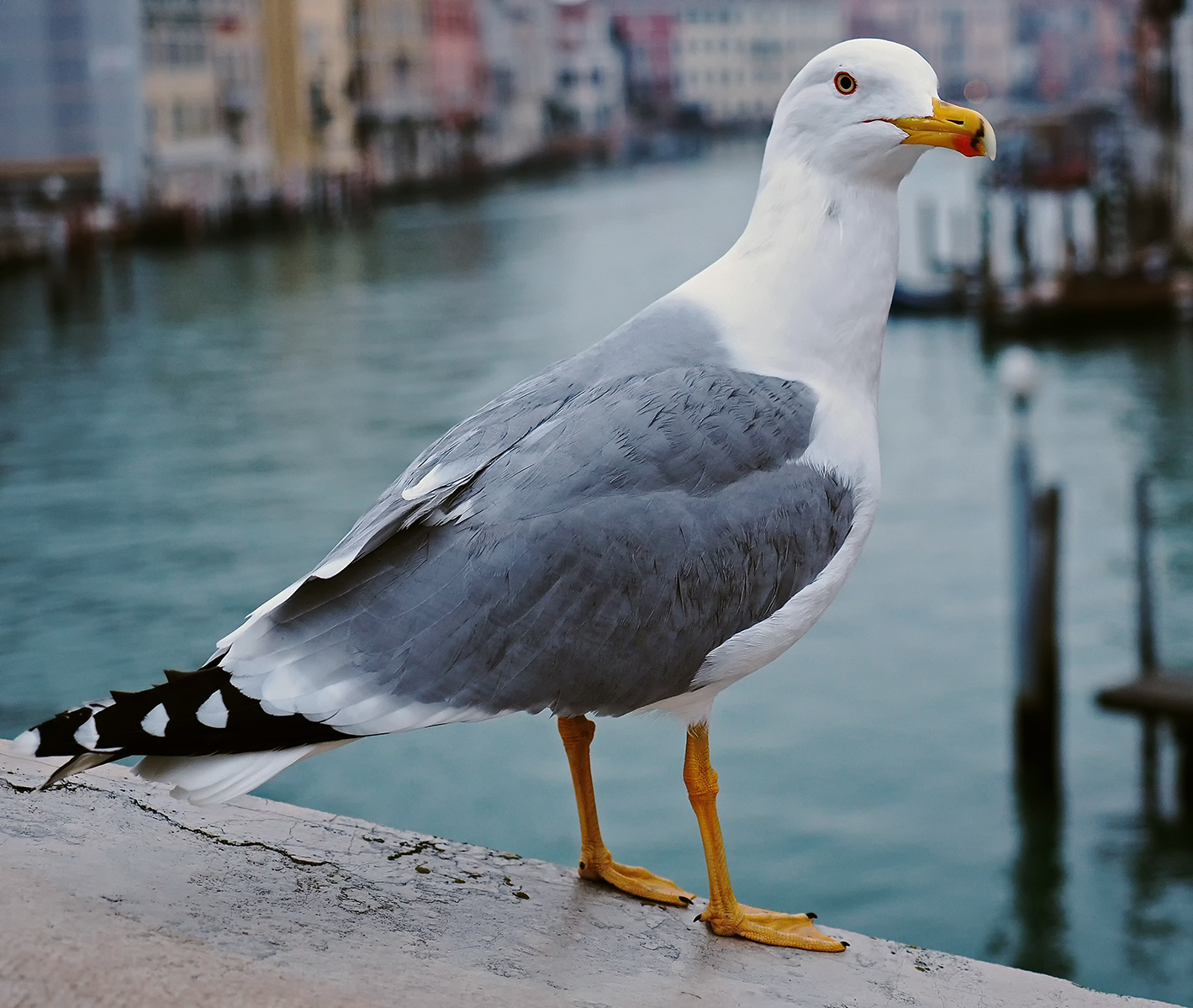 Sul Ponte degli Scalzi