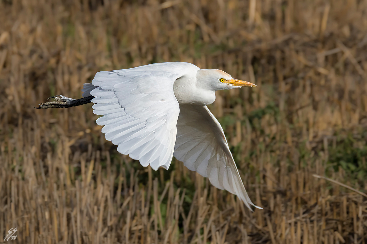 ..airone guardabuoi..