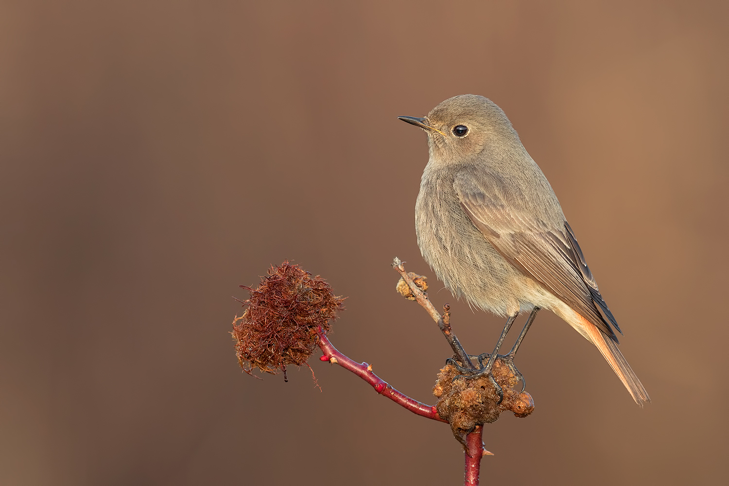 Una luce magnifica, anzi magnolfica (Codirosso Spazzacamino F.)