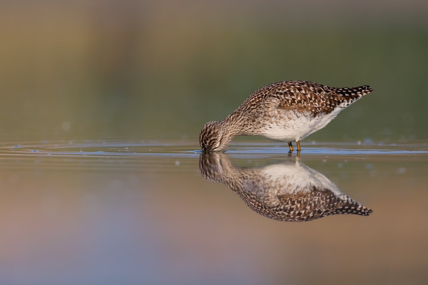 acqua , suoni , luci e colori...