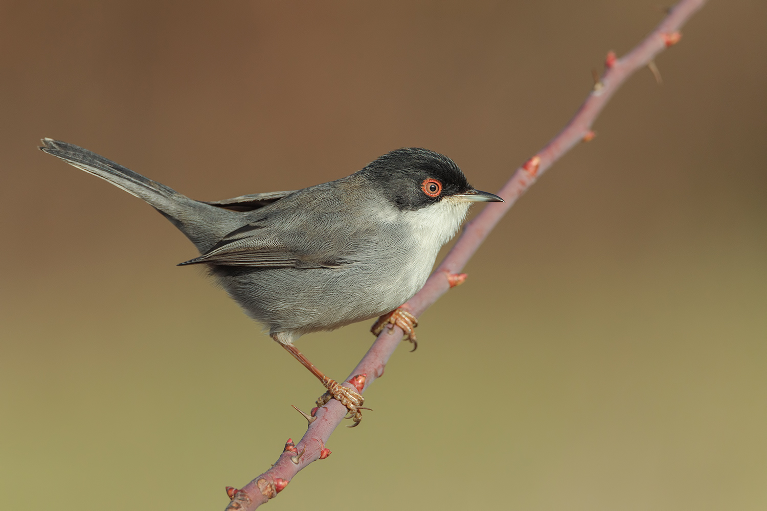 occhiocotto a modo mio.....