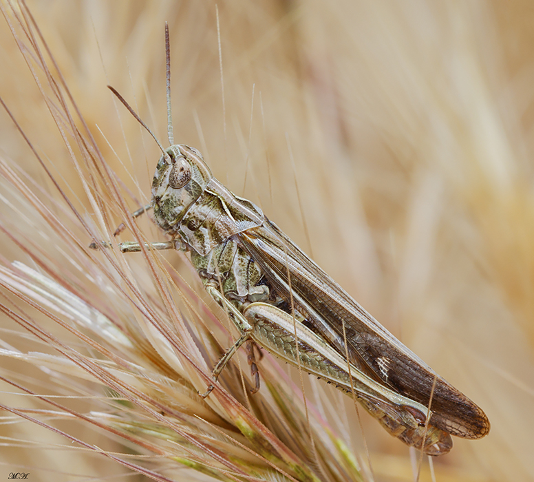 Chortippus brunneus brunneus 2