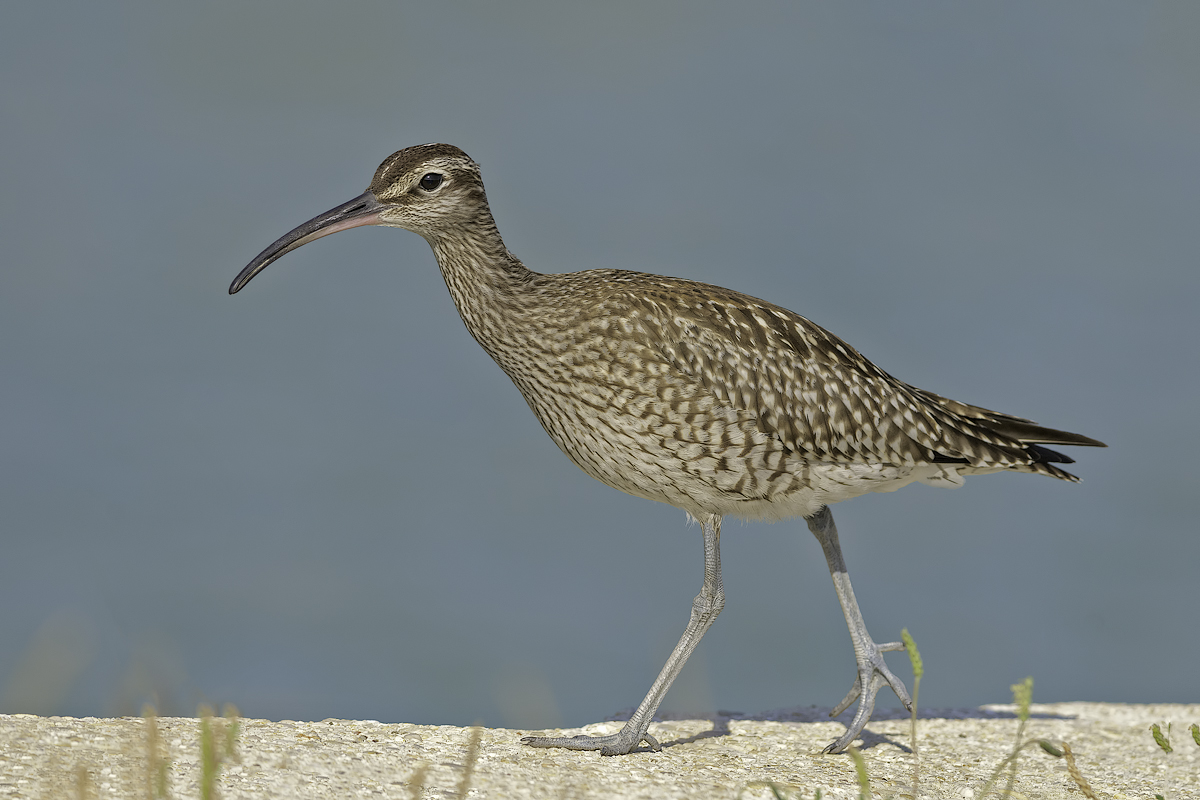 Chiurlo piccolo (Numenius phaeopus)