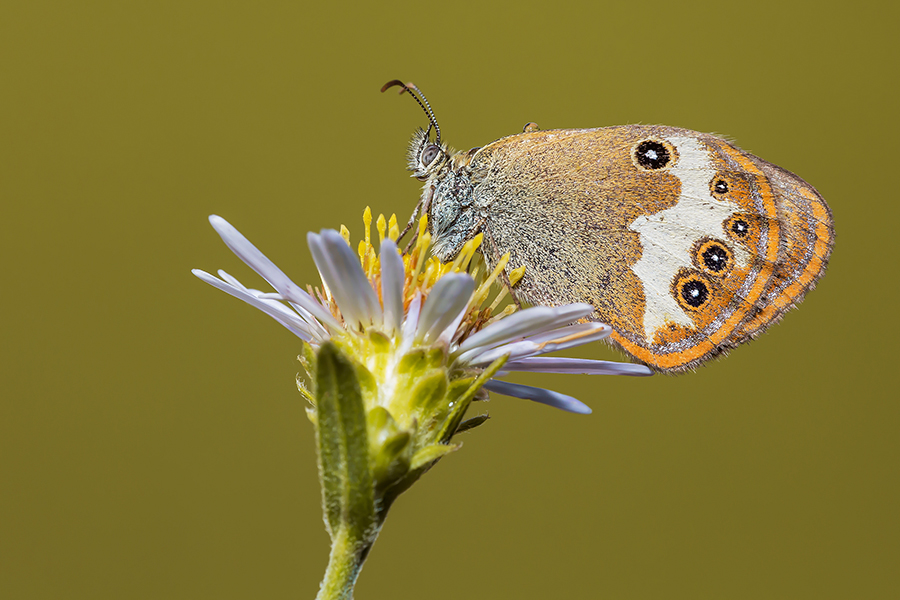 Coenonympha arcania