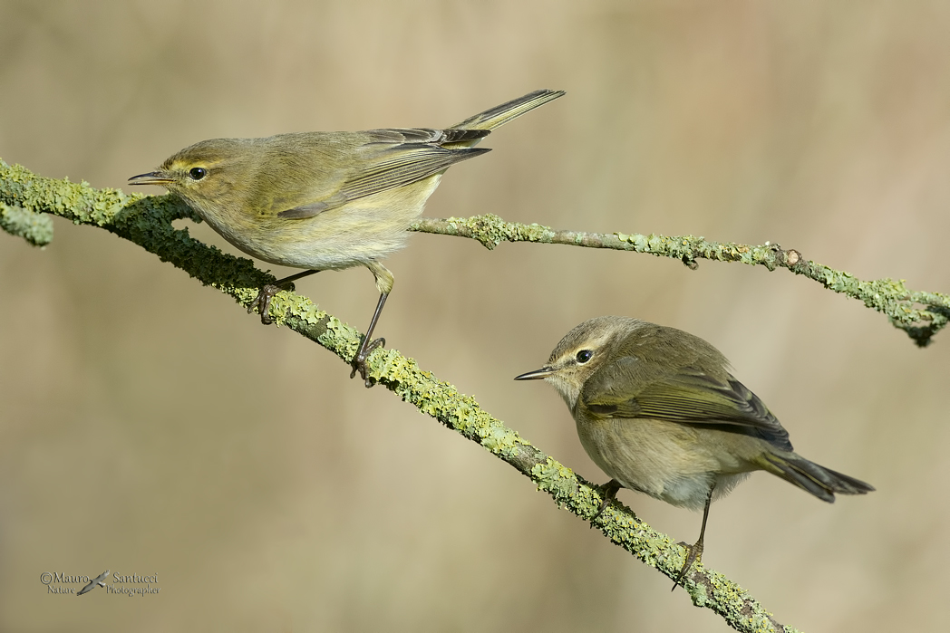 Lui piccolo_la-coppia
