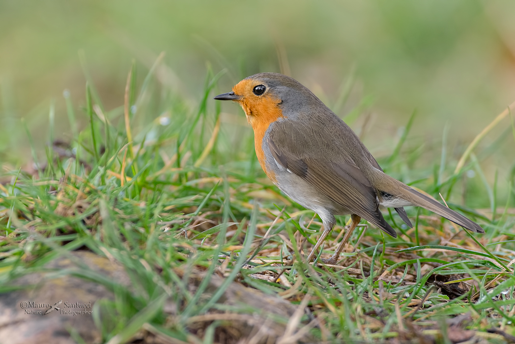 Pettirosso_Erithacus-rubecula