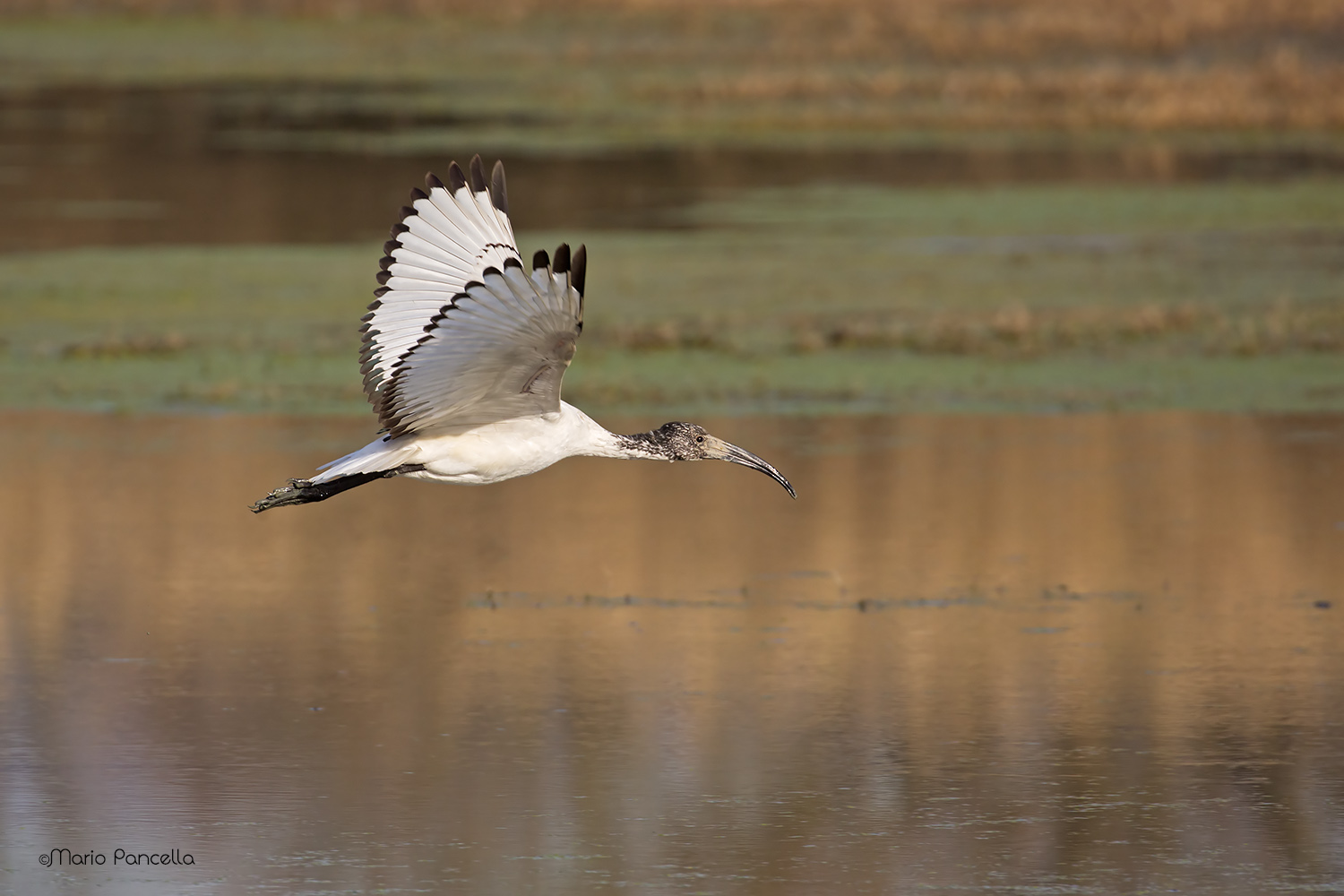 Ibis sacro (Threskiornis aethiopicus)