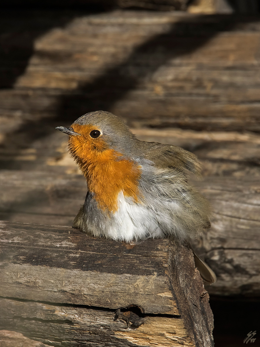 ..urge la messa in piega!!!..