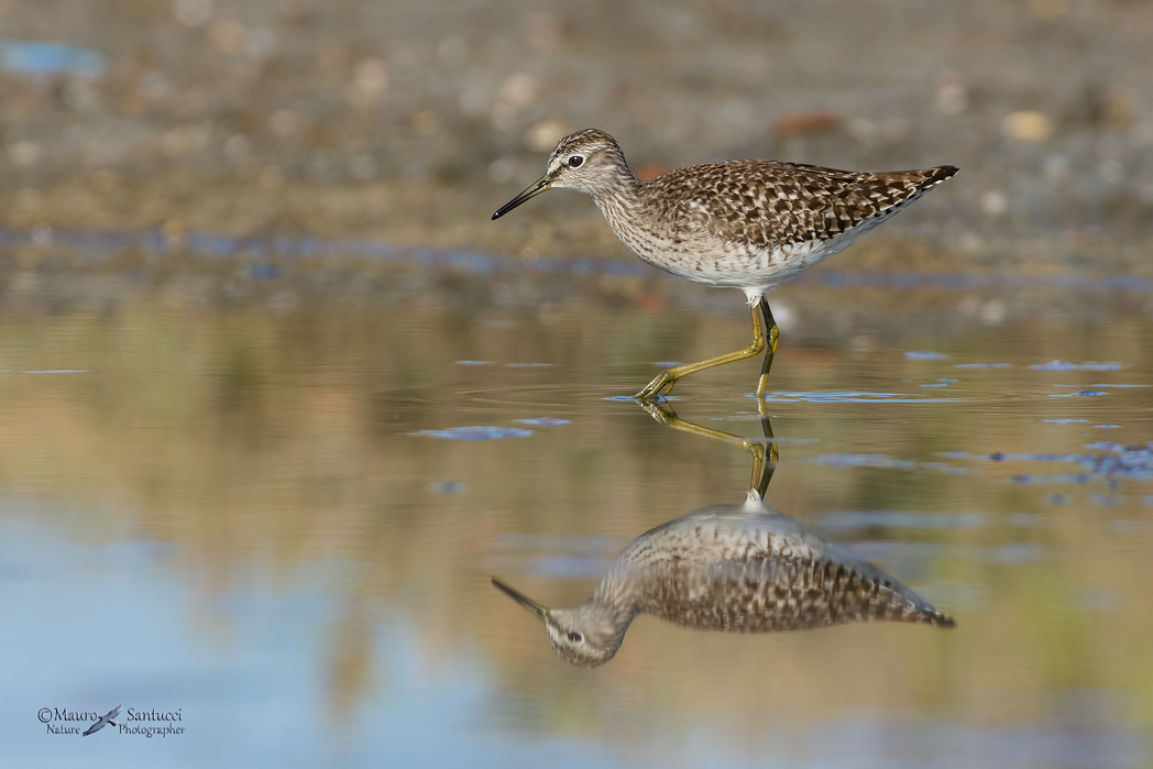 Piro piro boschereccio