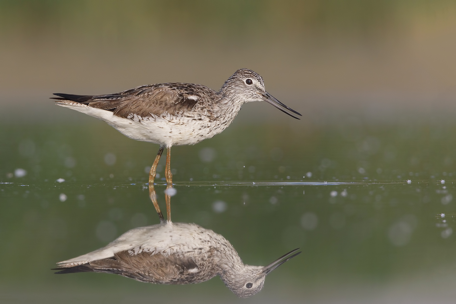 riflessi im..PANTANA..ti