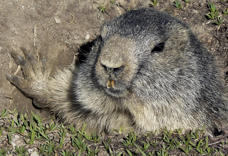 Marmotta
