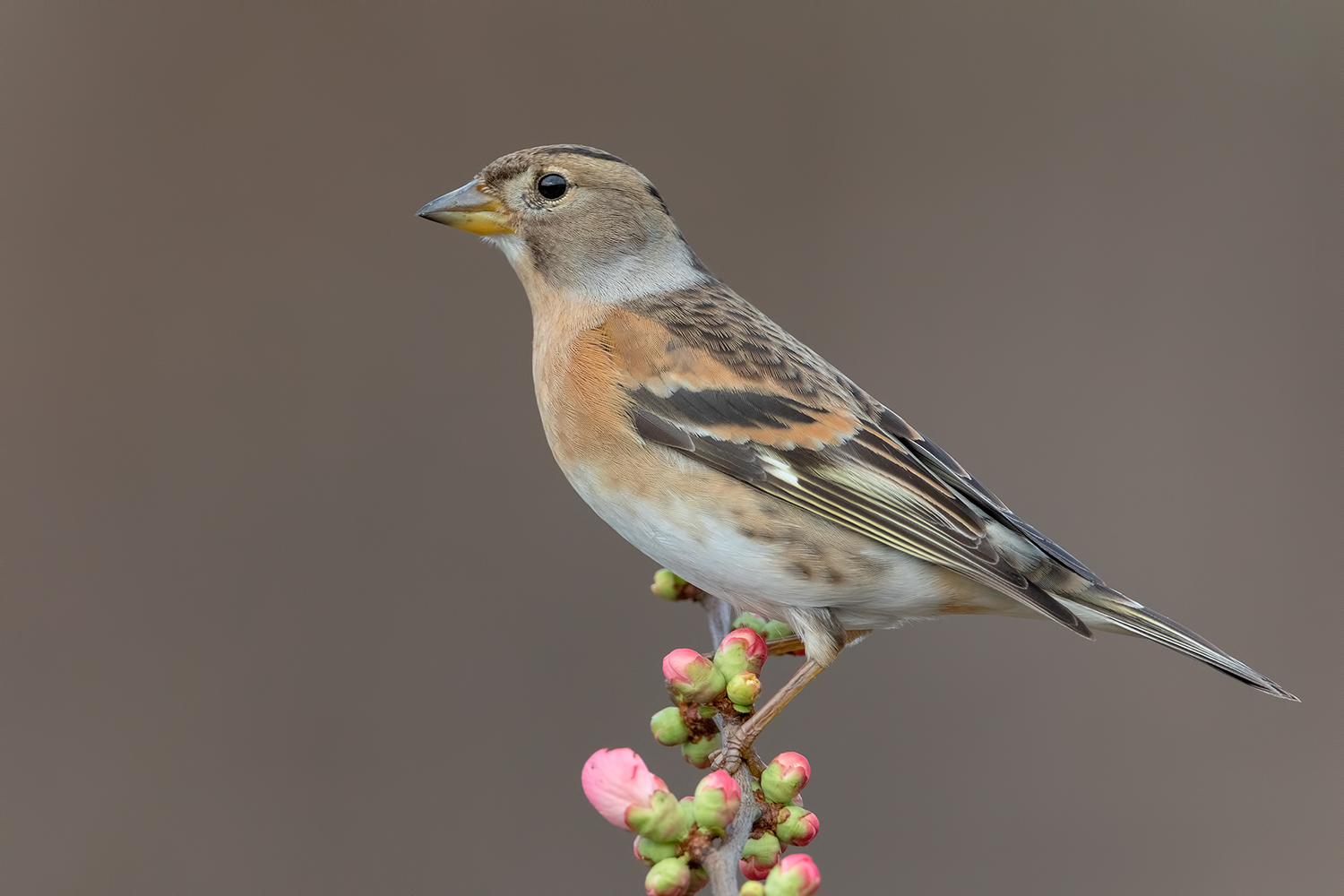 una peppola non fa' primavera
