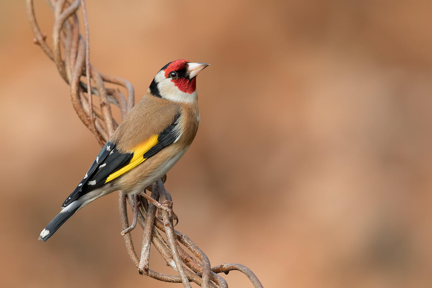 Cardellino......Un grazie di cuore e un saluto a tutti !!!