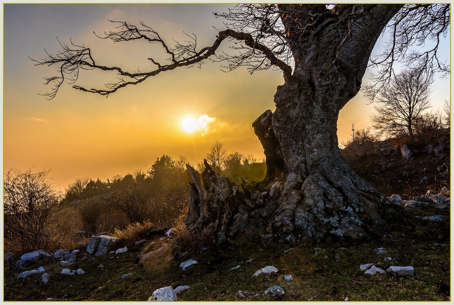 Faggio centenario Monte Busino