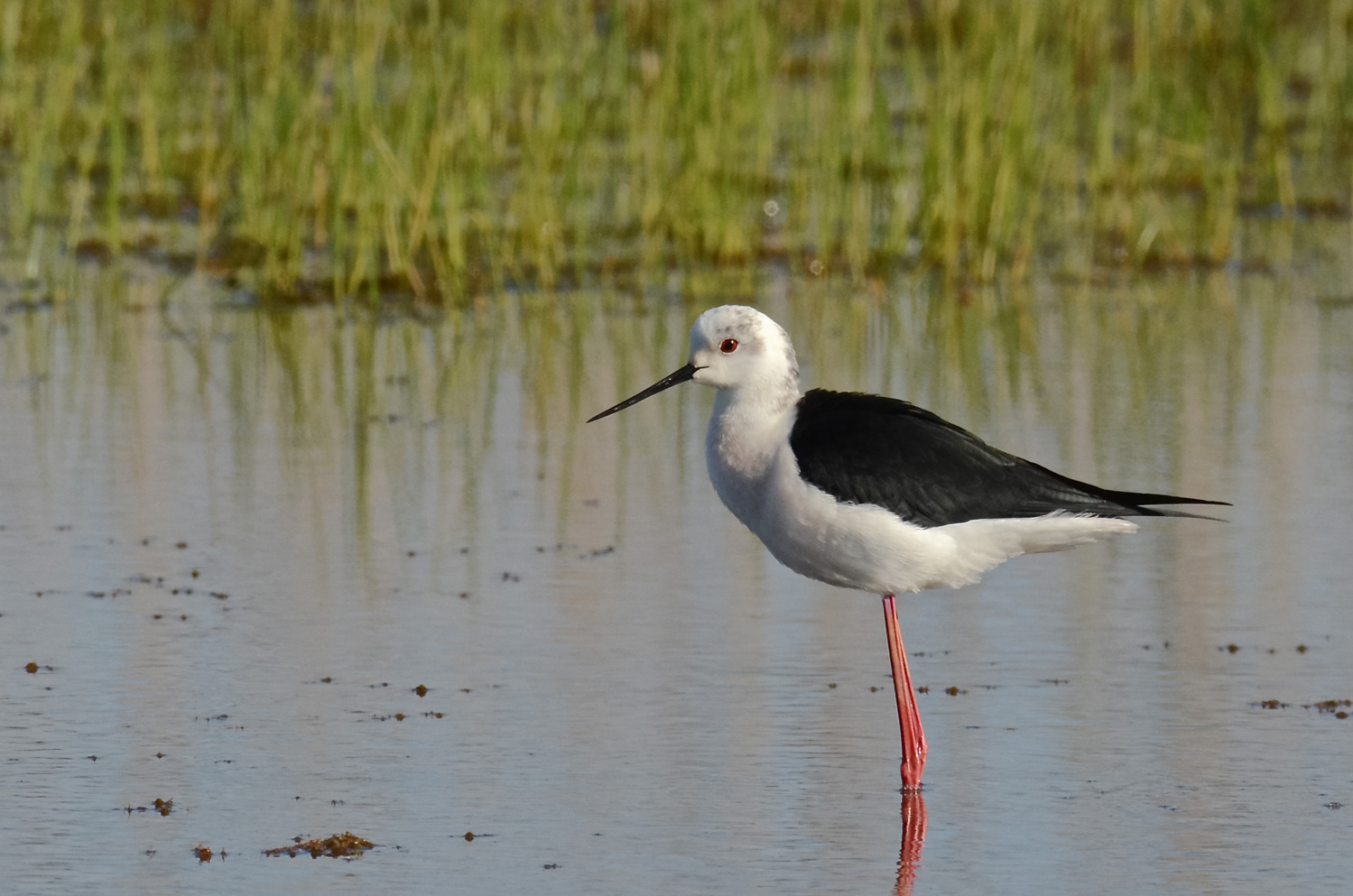 Cavaliere ambientato