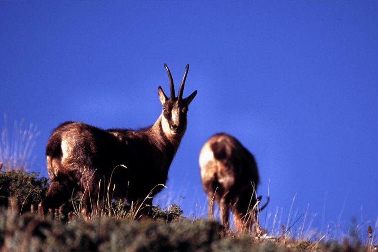 Camoscio, parco naz. d'Abruzzo