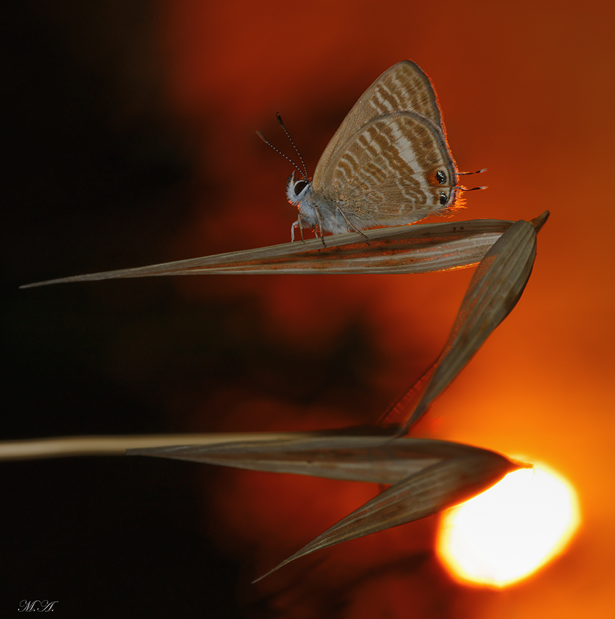 Lampides boeticus al tramonto