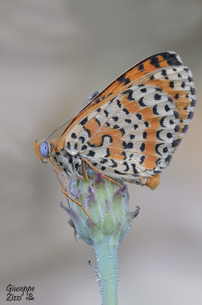 Melitaea didyma