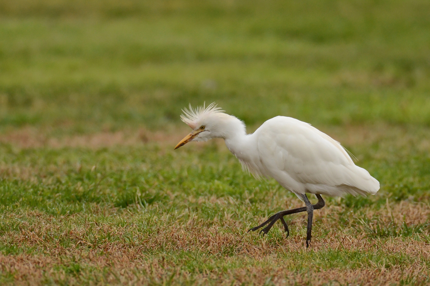 Il passo del guardabuoi