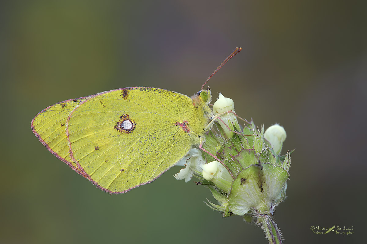 Colias crocea