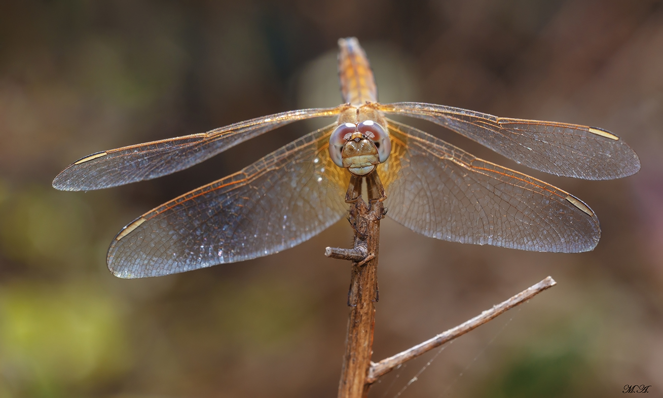 Crocothemis erythraea femmina
