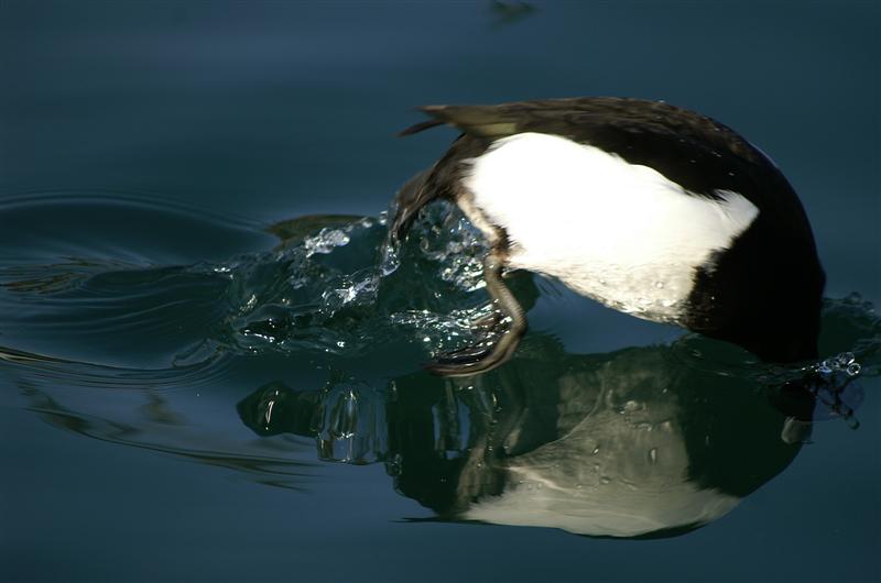 ci facciamo un tuffetto?