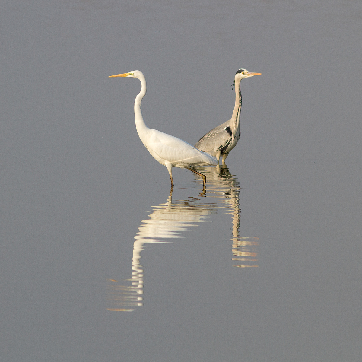 Il Bianco e il Cenerino