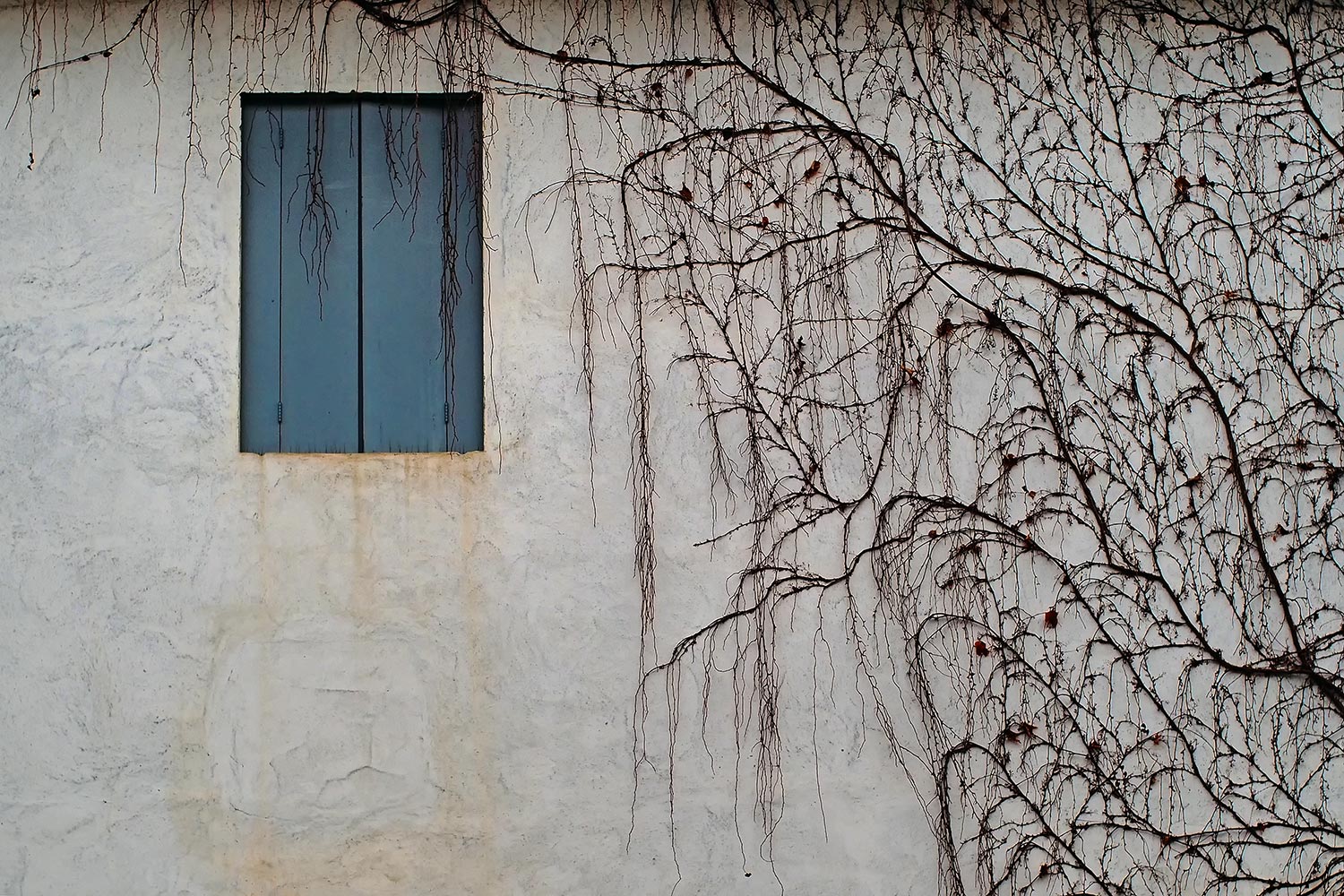 Finestra e rampicante