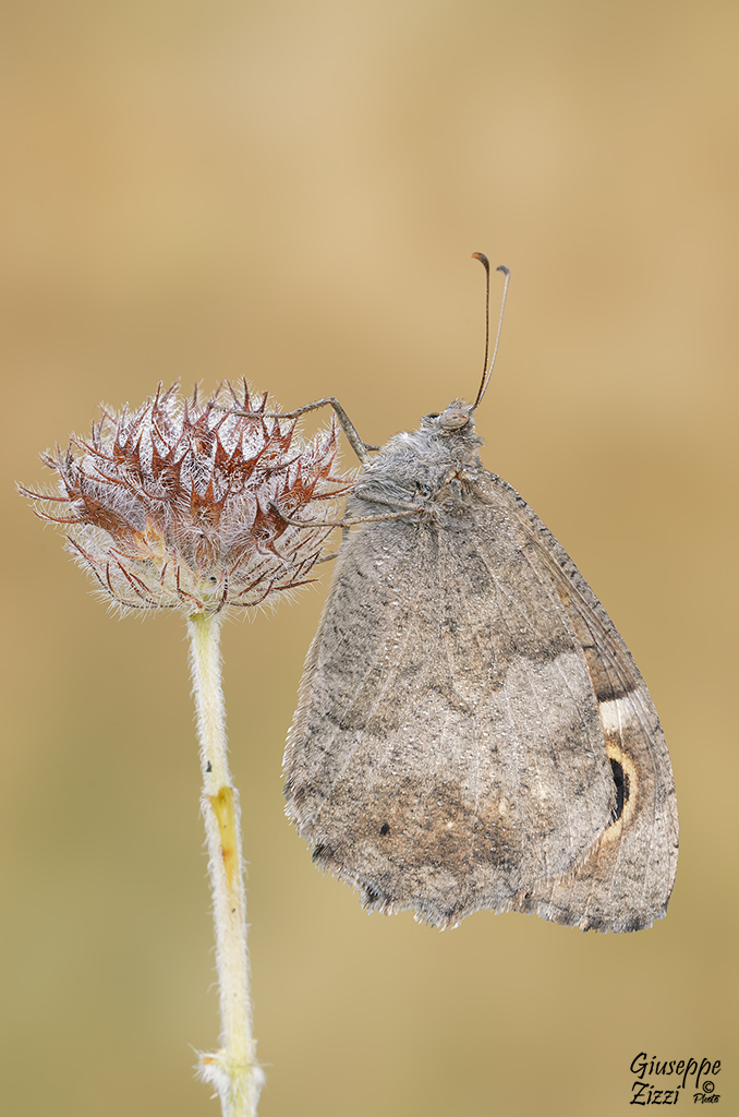 Hipparchia statilunus