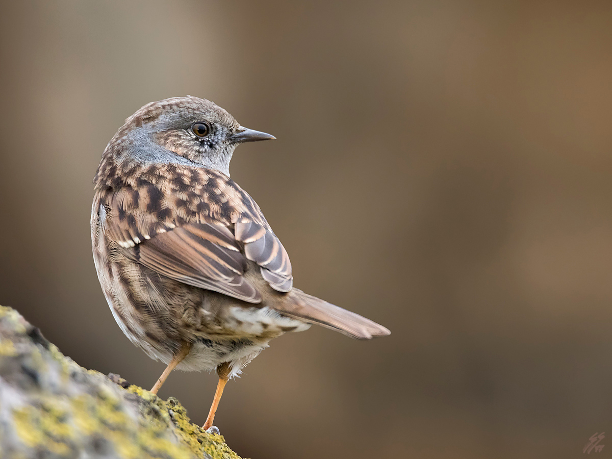 ..passera scopaiola..