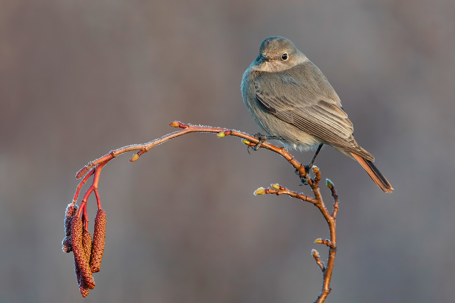 codirosso spazzacamino (f)