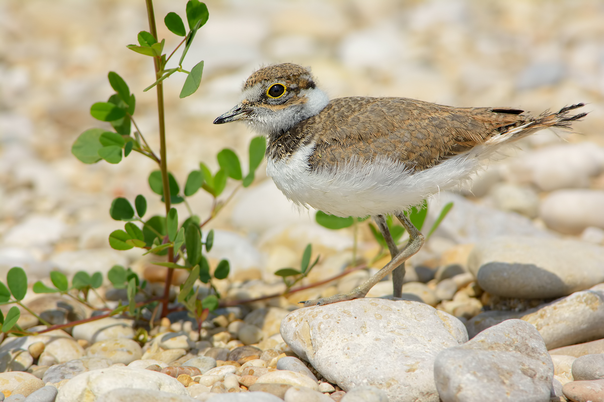 Giovanedi Corriere piccolo (Charadrius dubius)