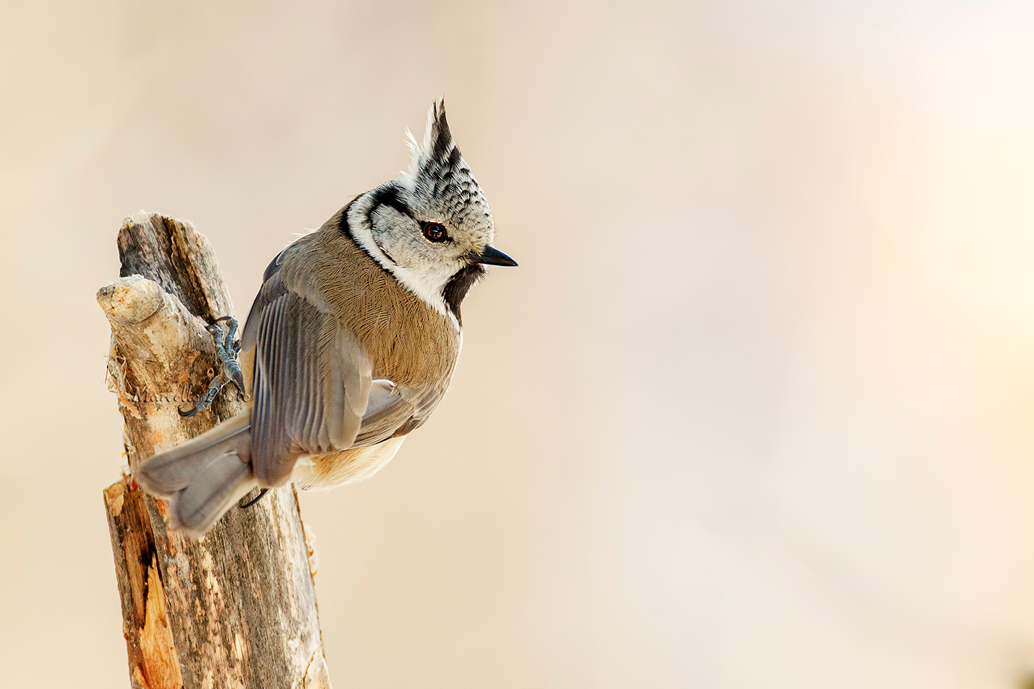 semplicemente una  cincia dal ciuffo