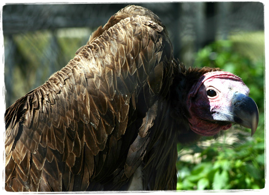 Condor