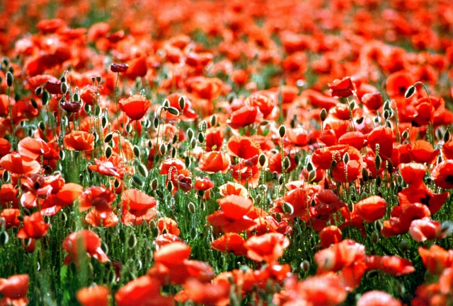 Campo di papaveri in contro luce