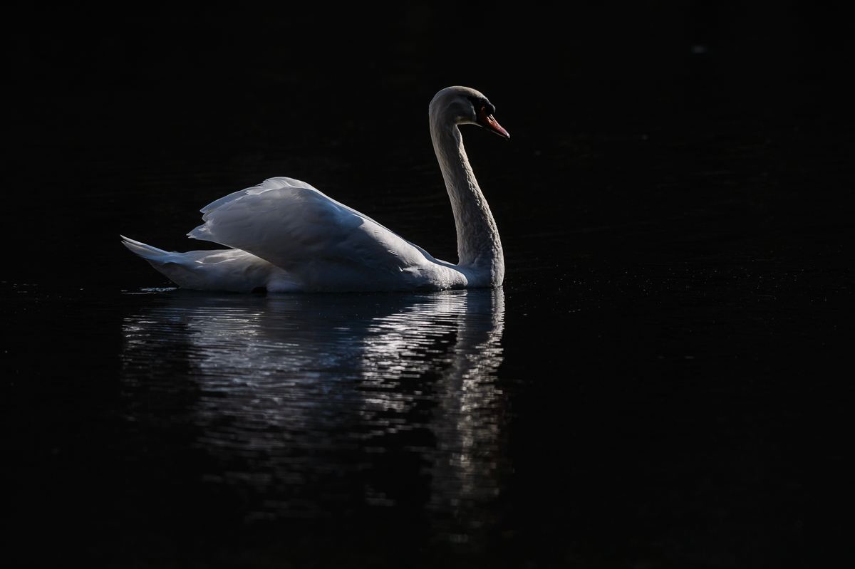 Cigno nel nero