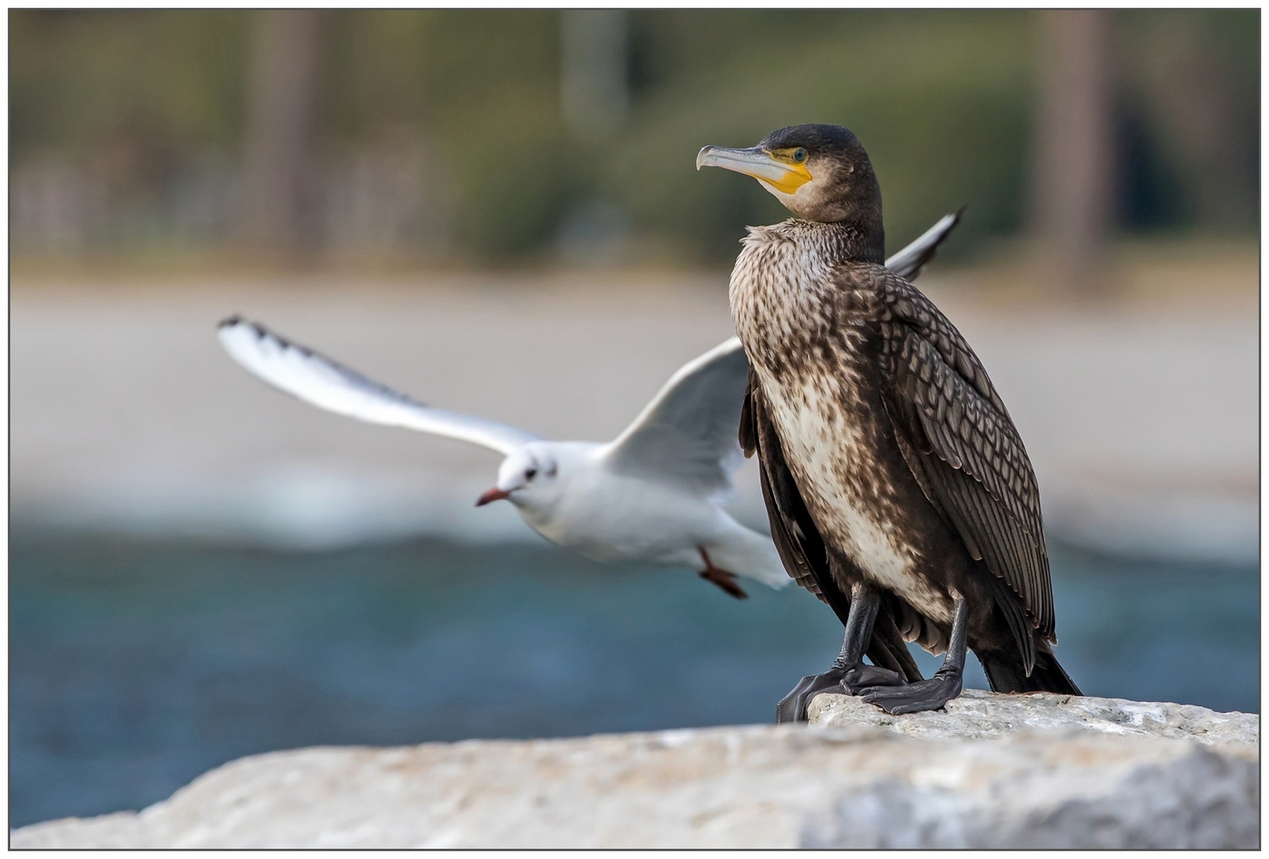 Campo di volo ... Cormorano & Gabbiano.