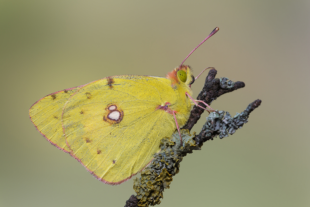 Colias
