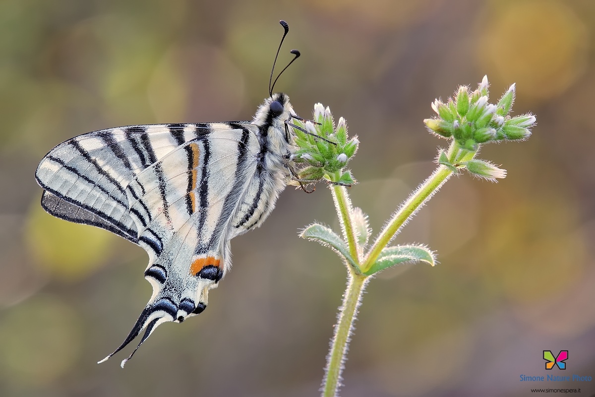 Iphiclides podalirius....