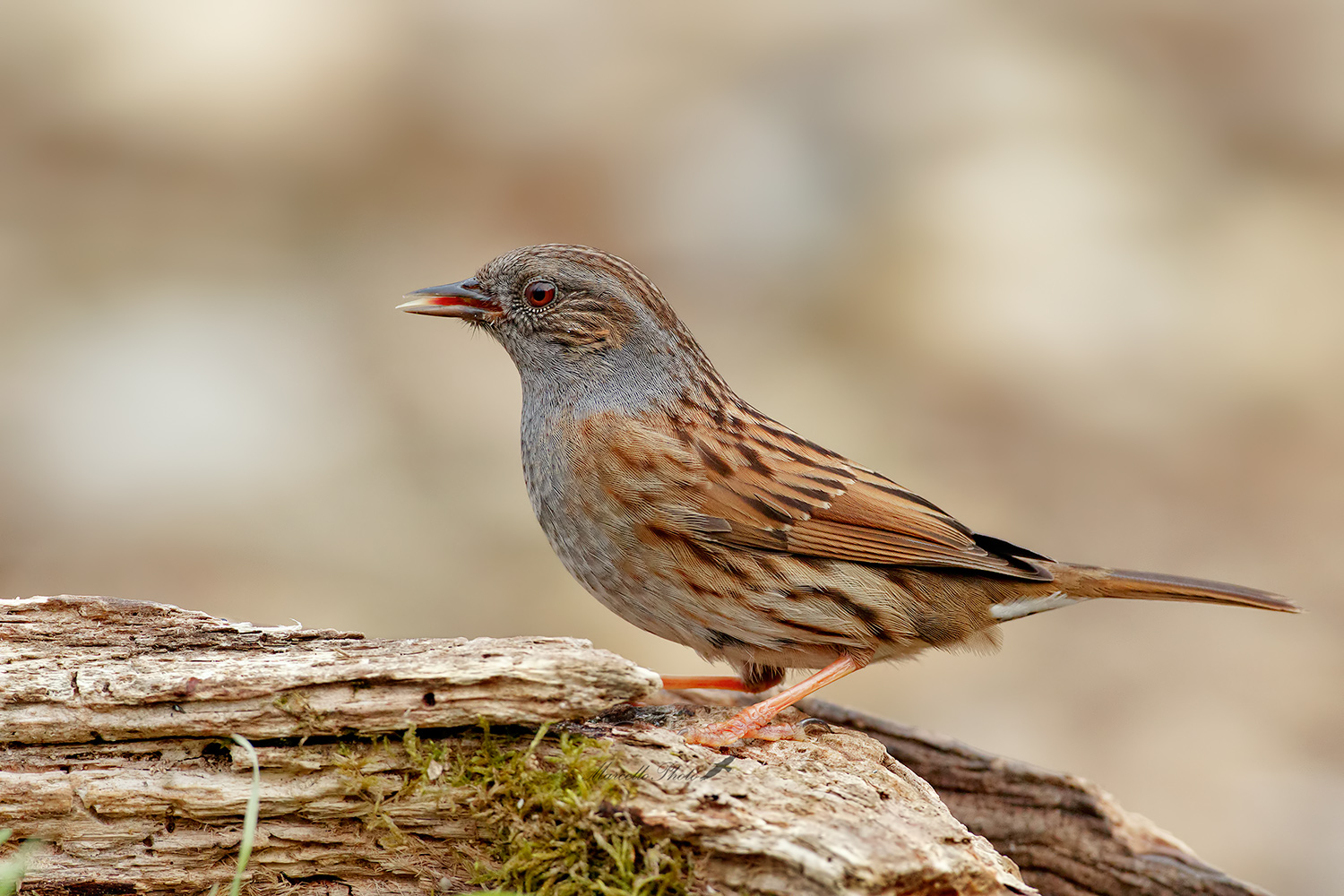 La lingua della Scopaiola.