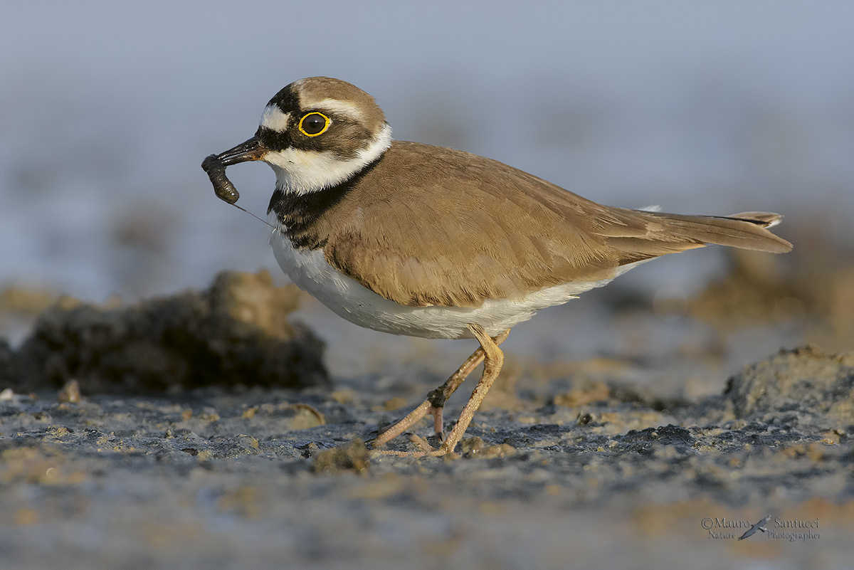 Corriere piccolo in alimentazione
