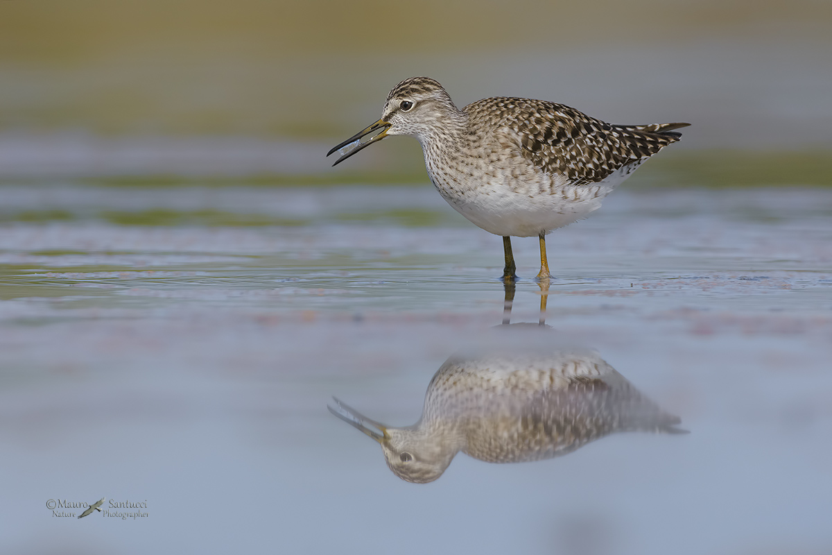 Piro piro boschereccio