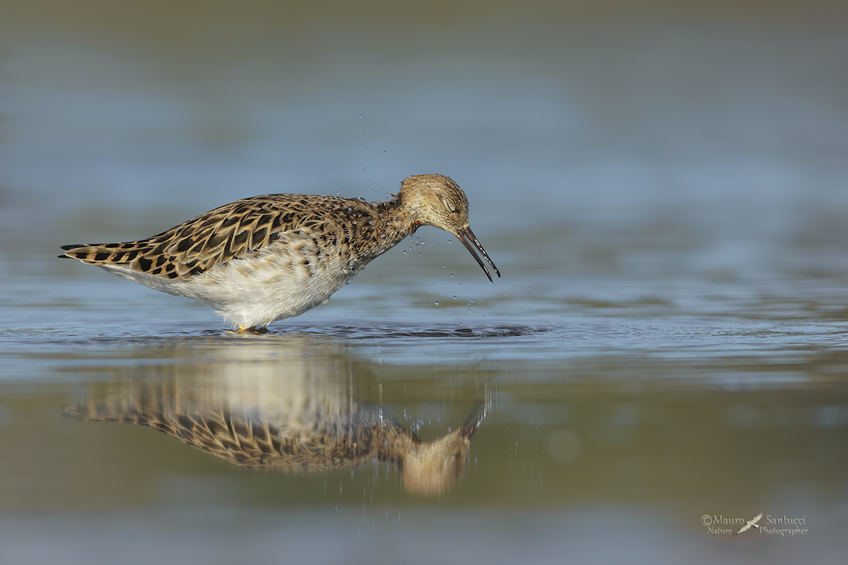 Combattente_la scrollatina