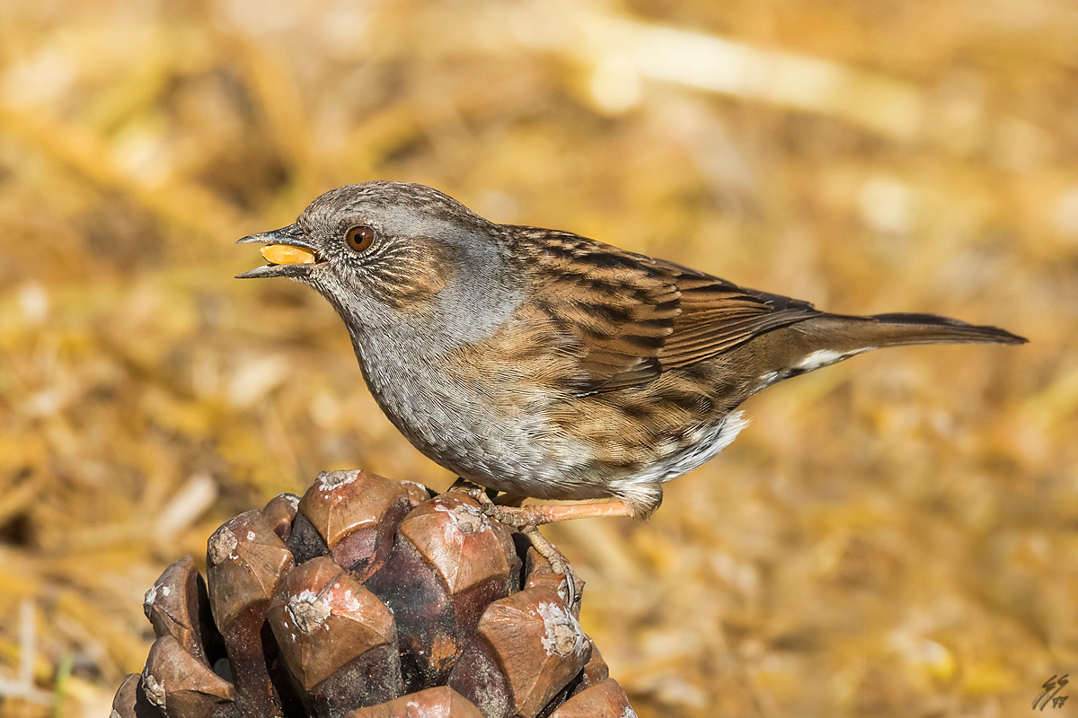 ..passera scopaiola..