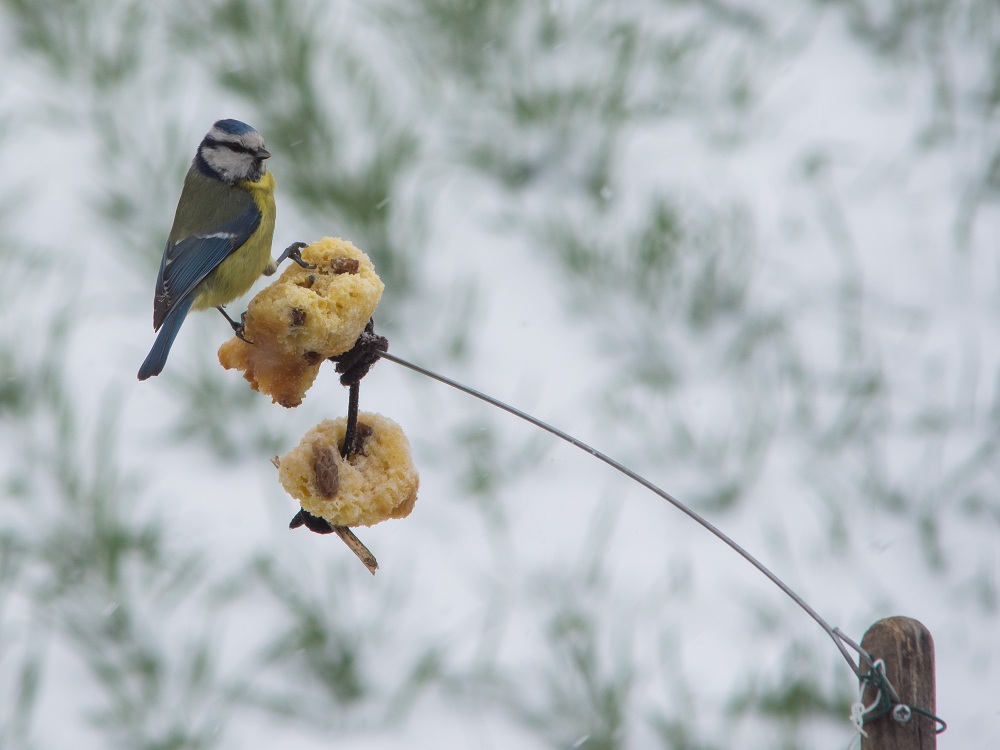 Con il freddo e la neve la paura cala
