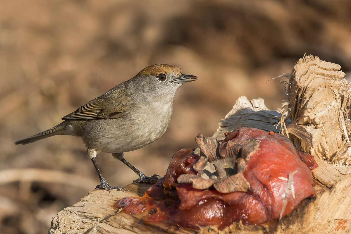 ..la capinera ed il diospero caduto..